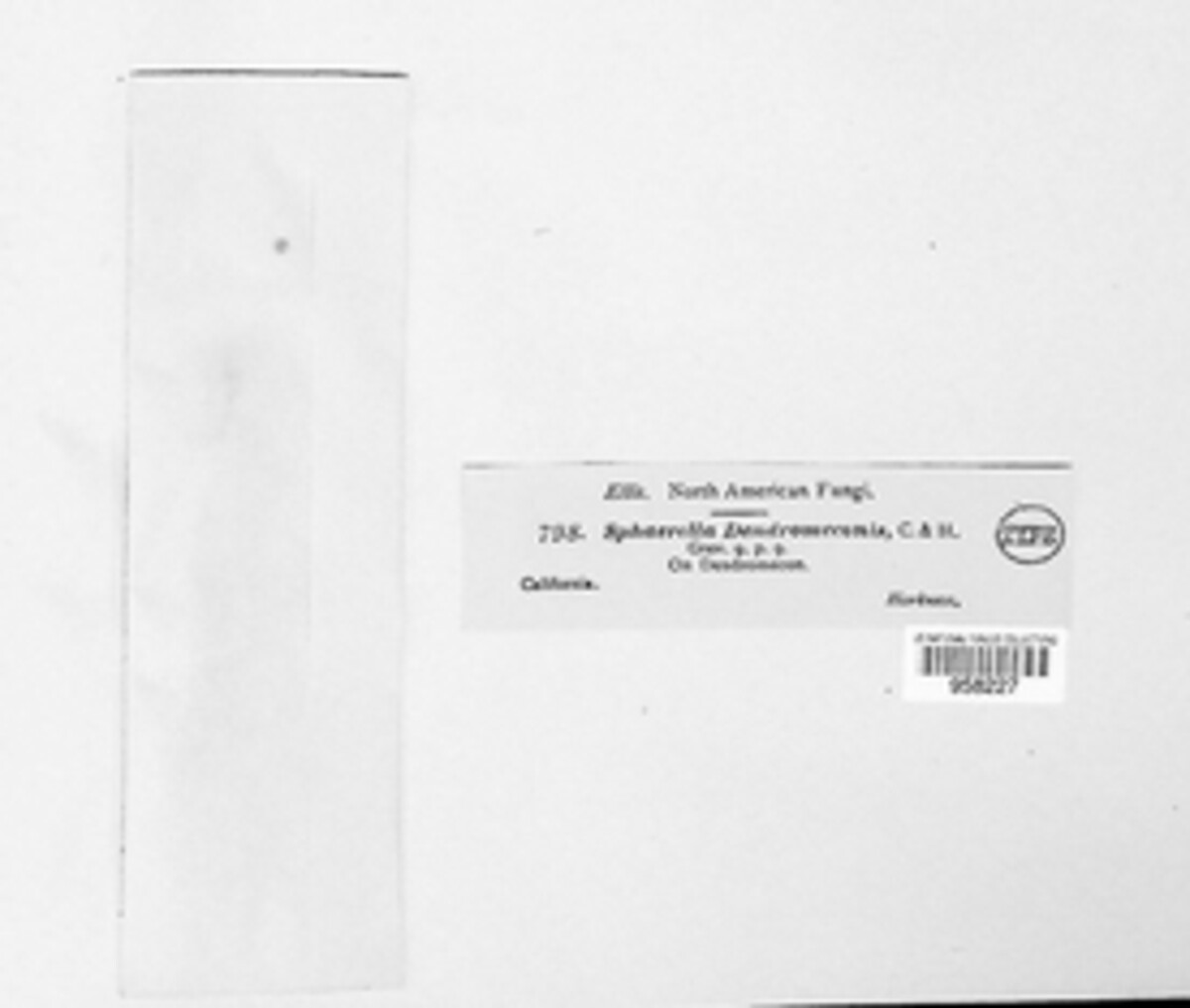 Mycosphaerella dendromeconis image